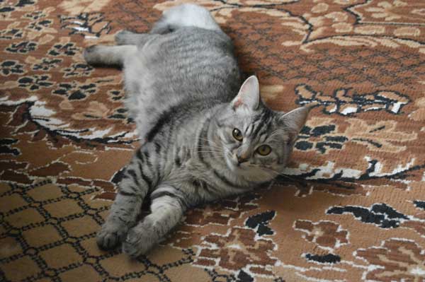 Carpet Cleaning Tips for cat