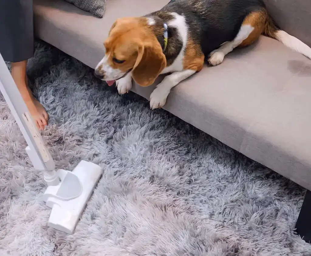 Beagle dog watching a person vacuuming.