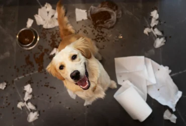 Happy golden retriever sitting amid spilled dog food and paper towels on a tiled kitchen floor