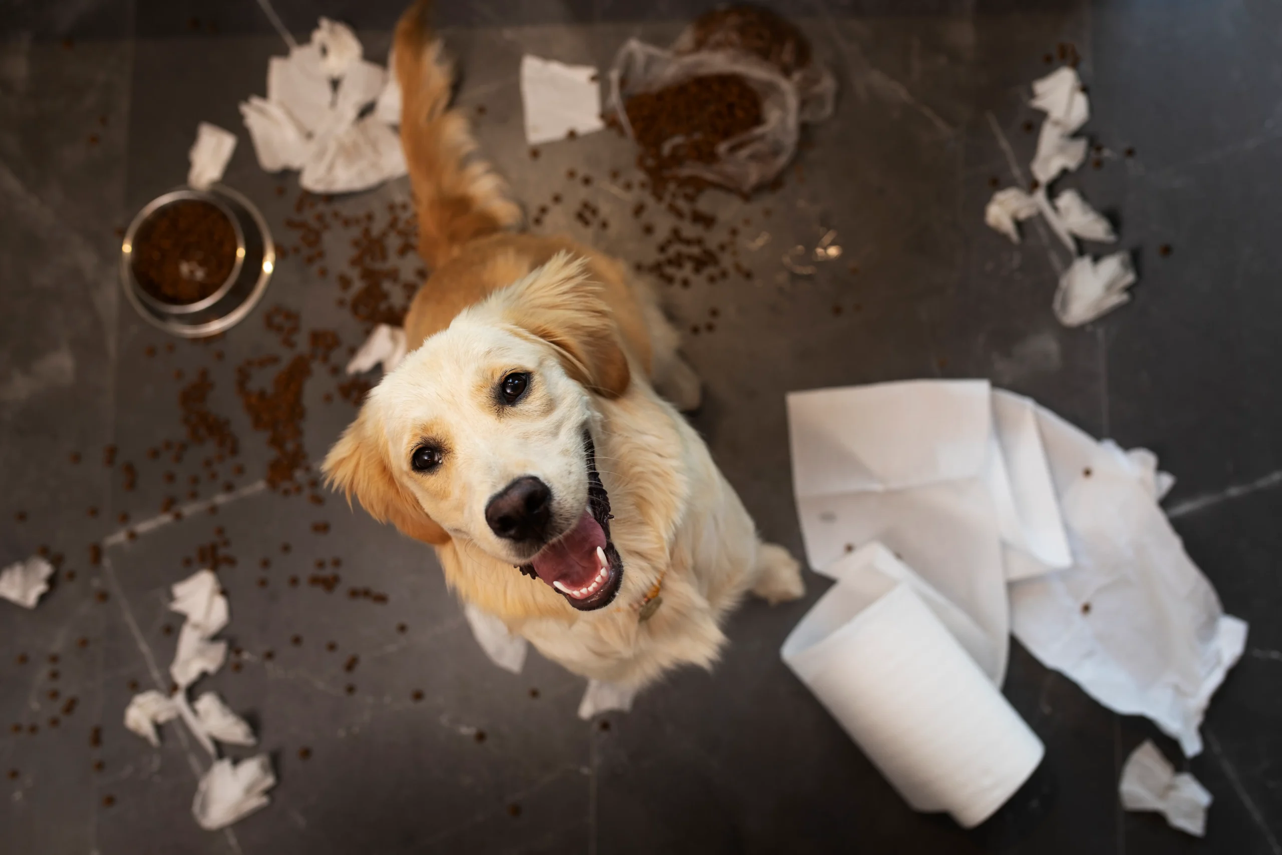 Happy golden retriever sitting amid spilled dog food and paper towels on a tiled kitchen floor