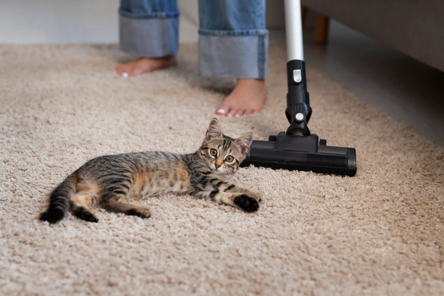 Tabby kitten lying on carpet while a person vacuums around it at home.